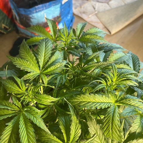 Hulk growlog timeline photo