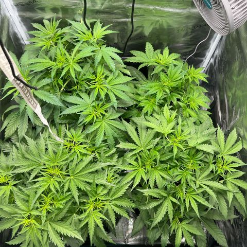 Hulk growlog timeline photo