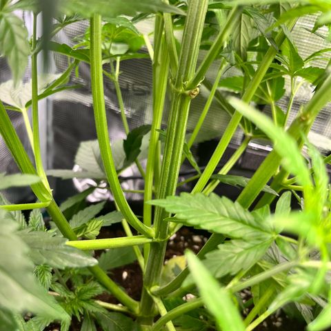 Mexican growlog timeline photo