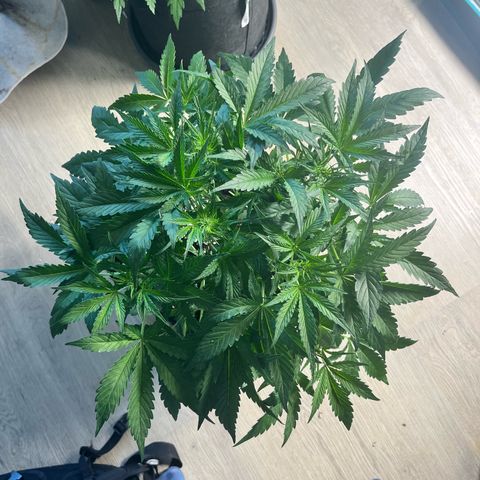 Hulk growlog timeline photo