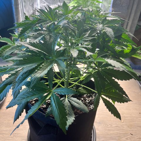 Hulk growlog timeline photo