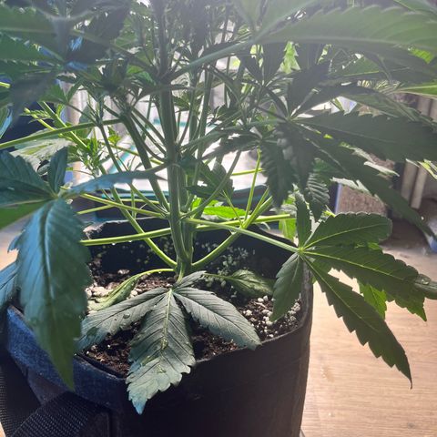 Hulk growlog timeline photo