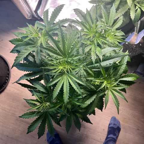 Mexican growlog timeline photo