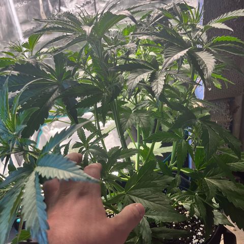 Mexican growlog timeline photo