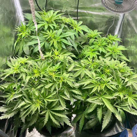 Hulk growlog timeline photo