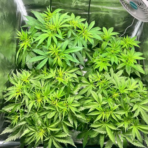 Hulk growlog timeline photo