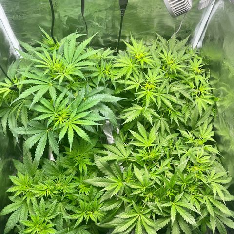 Hulk growlog timeline photo