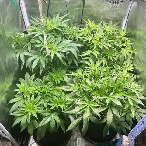 Hulk growlog timeline photo