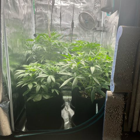 Hulk growlog timeline photo
