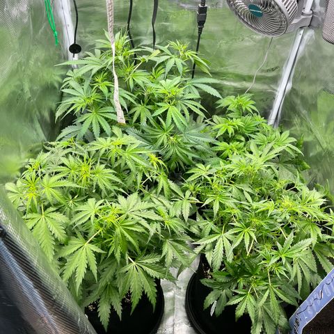 Hulk growlog timeline photo