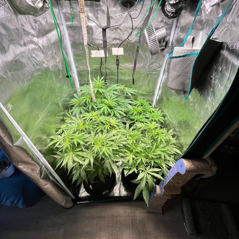 Hulk growlog timeline photo