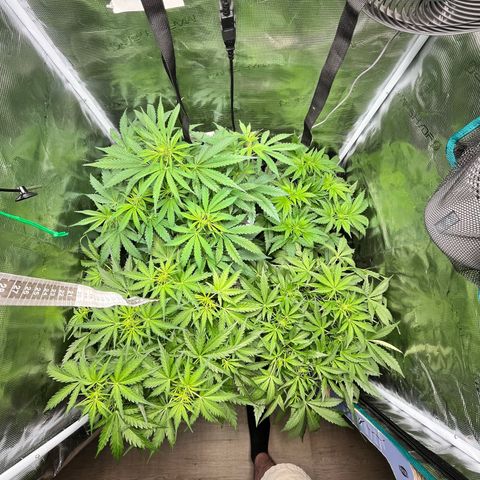 Hulk growlog timeline photo