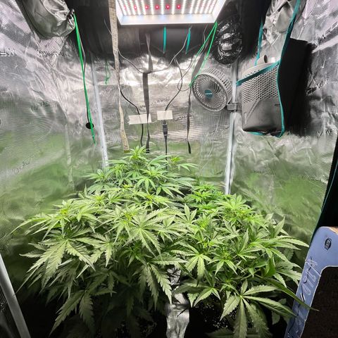 Hulk growlog timeline photo