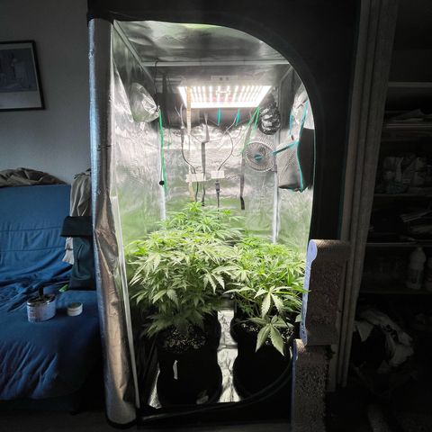 Hulk growlog timeline photo