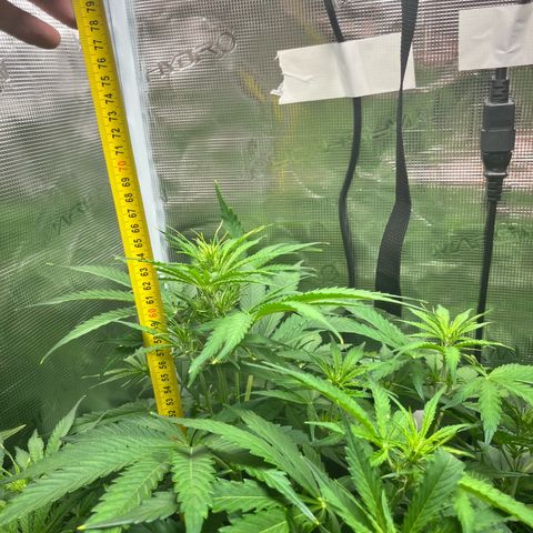Mexican growlog timeline photo