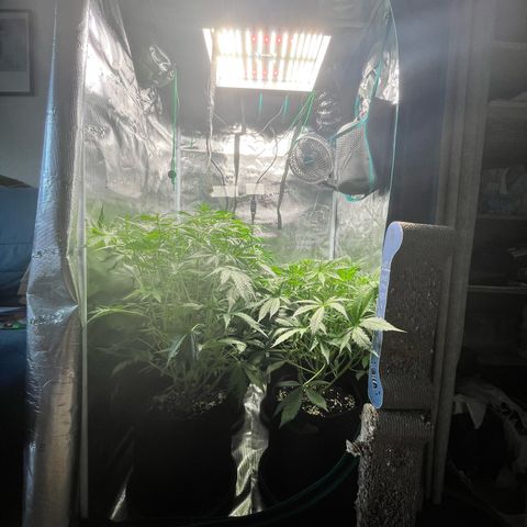 Hulk growlog timeline photo