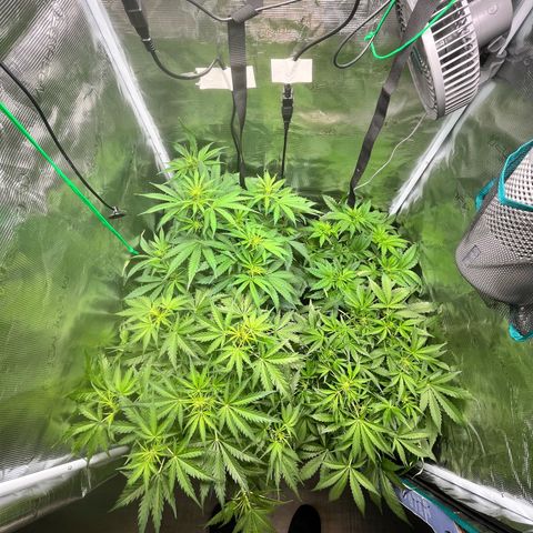 Hulk growlog timeline photo