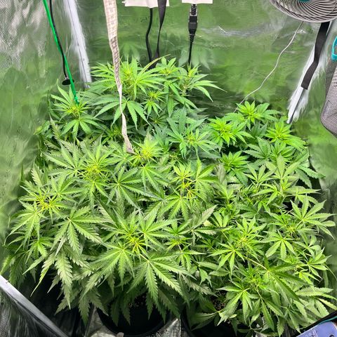 Hulk growlog timeline photo