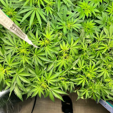 Hulk growlog timeline photo