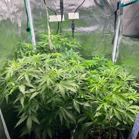 Hulk growlog timeline photo