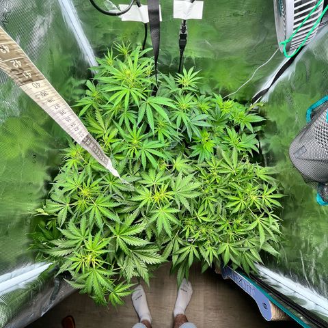 Hulk growlog timeline photo