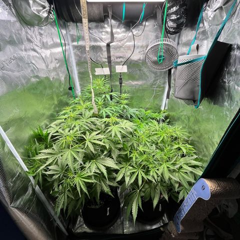 Hulk growlog timeline photo