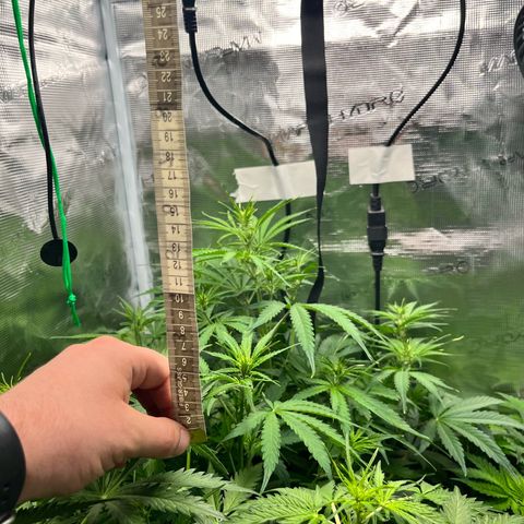Mexican growlog timeline photo
