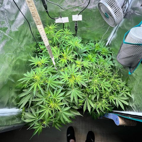 Hulk growlog timeline photo