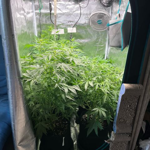 Hulk growlog timeline photo