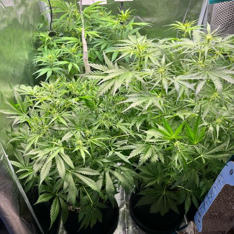 Hulk growlog timeline photo