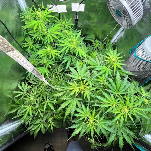 Hulk growlog timeline photo