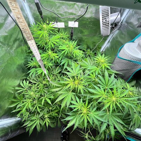 Hulk growlog timeline photo