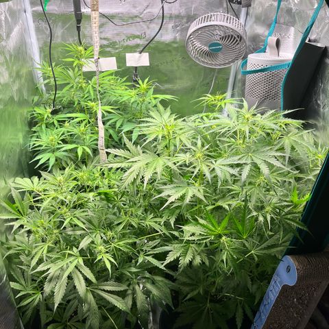 Hulk growlog timeline photo
