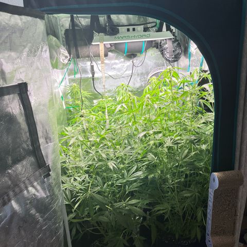 Hulk growlog timeline photo