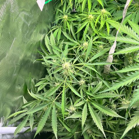 Hulk growlog timeline photo