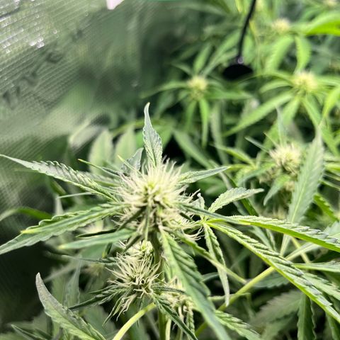 Hulk growlog timeline photo