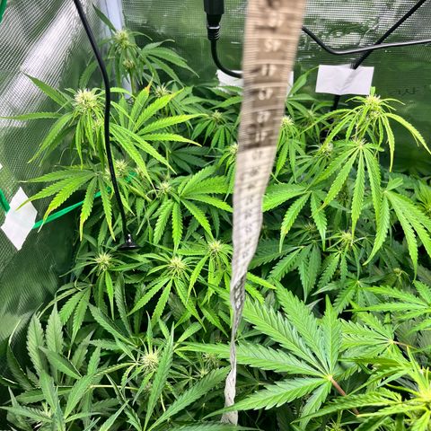 Mexican growlog timeline photo