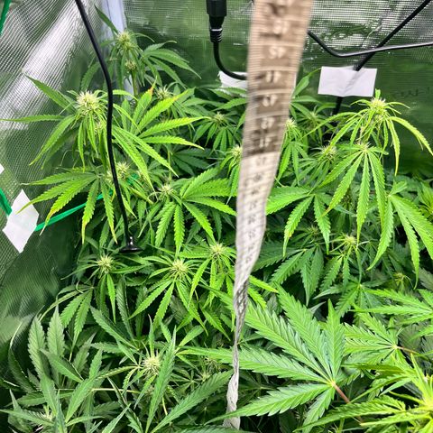 Mexican growlog timeline photo