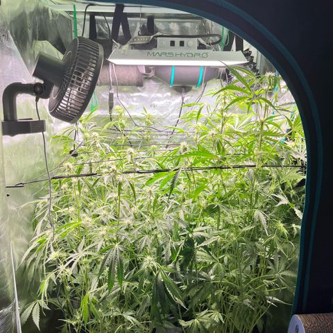 Hulk growlog timeline photo