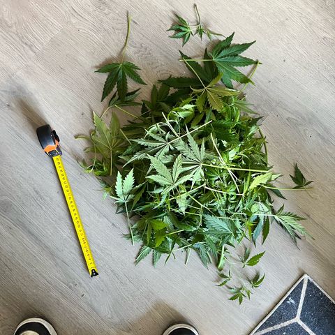 Hulk growlog timeline photo