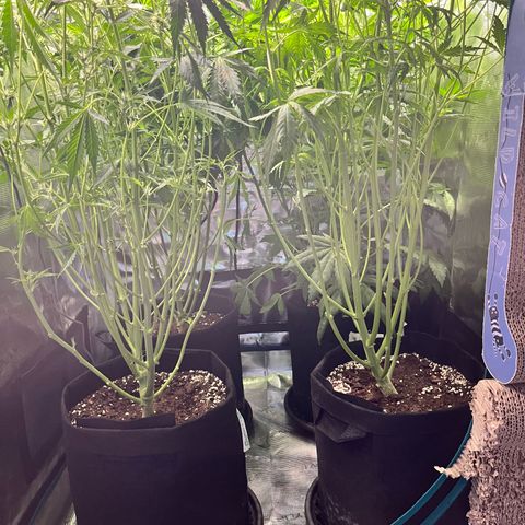 Hulk growlog timeline photo