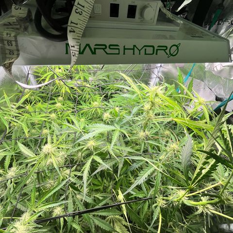 Hulk growlog timeline photo