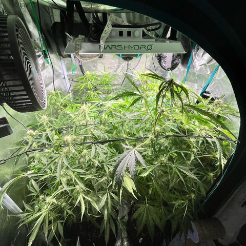 Hulk growlog timeline photo