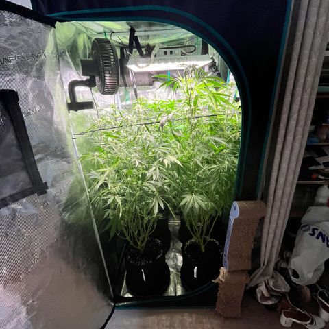 Hulk growlog timeline photo