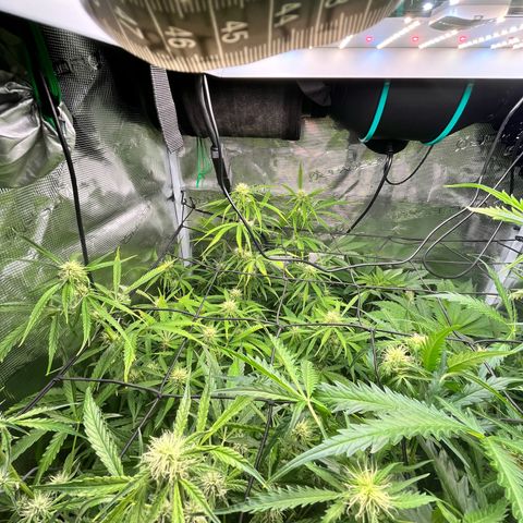 Hulk growlog timeline photo
