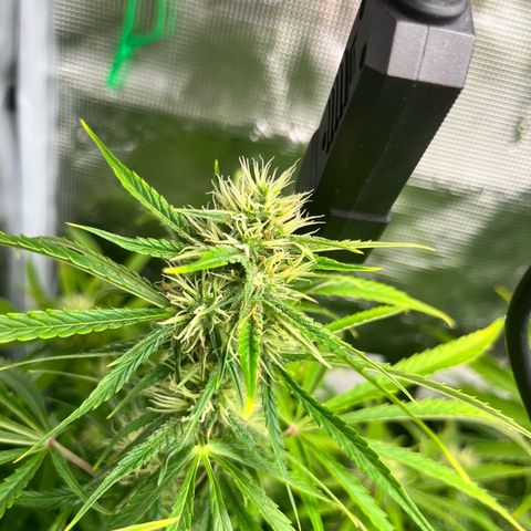 Mexican growlog timeline photo