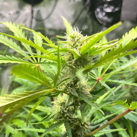 Apple growlog timeline photo