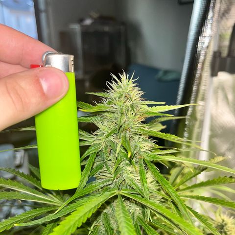 Mexican growlog timeline photo