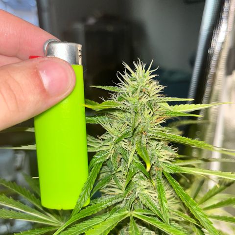 Mexican growlog timeline photo
