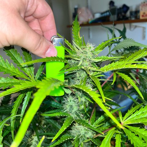 Apple growlog timeline photo